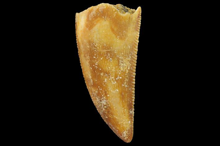 Serrated, Raptor Tooth - Real Dinosaur Tooth #179570